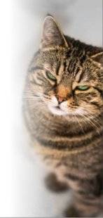 Science & Vie 1221 Les chats reconnaissent parfaitement leur nom