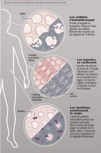 Science & Vie 1221 En quoi se transforme le corps après la mort ?