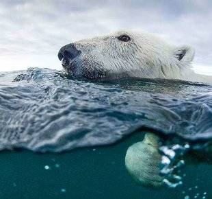 Science & Vie 1221 L'ours polaire pourrait-il s'acclimater en Antarctique ?