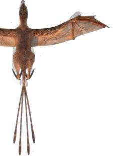 Science & Vie 1222 DES AILES DE CHAUVE-SOURIS FAISAIENT PLANER CE DINOSAURE
