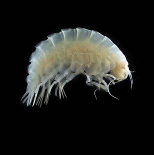 Science & Vie 1222 LES ABYSSES SONT DÉJÀ POLLUÉS PAR NOS ESSAIS NUCLÉAIRES