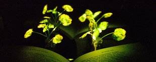 Science & Vie 1222 Et voici les plantes cyborgs