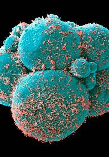 Science & Vie 1222 Comment les organes s'organisent-ils ?