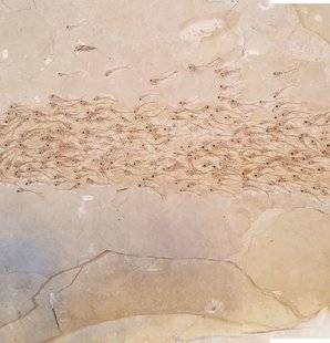 Science & Vie 1223 257 POISSONS FIGÉS DANS LEUR ÉLAN IL Y A 50 MILLIONS D'ANNÉES