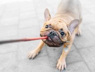 Science & Vie 1223 Les maîtres stressés stressent bien leur chien