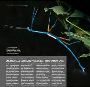 Science & Vie 1224 UNE NOUVELLE ESPÈCE DE PHASME FAIT FI DU CAMOUFLAGE