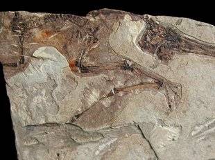 Science & Vie 1224 LES PTÉROSAURES SAVAIENT VOLER À LA SORTIE DE L'ŒUF