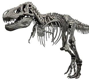 Science & Vie 1224 Les dinosaures étaient-ils de la viande rouge ?