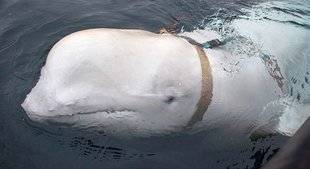 Science & Vie 1224 L'étrange affaire… du béluga espion en mer du Nord