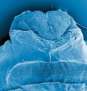 Science & Vie 1225 LA LARVE SAUTEUSE LIVRE ENFIN SON SECRET