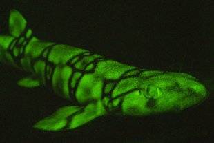 Science & Vie 1225 LES REQUINS BRILLENT GRÂCE À UNE MOLÉCULE INCONNUE