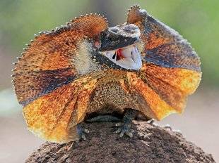 Science & Vie 1225 ON SAIT ENFIN D'OÙ VIENT LA GRANDE COLLERETTE DU DRAGON D'AUSTRALIE