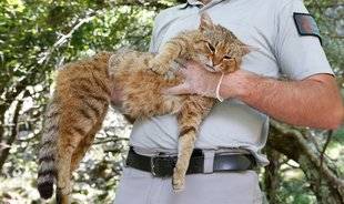 Science & Vie 1225 L'étrange affaire…du “chat-renard” qui n'existe qu'en Corse