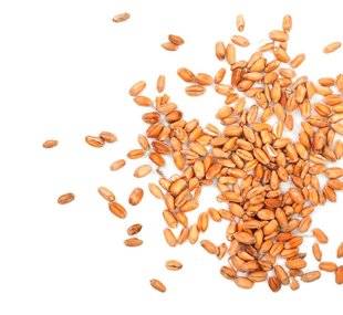 Science & Vie 1225 Céréales complètes : une panacée ignorée