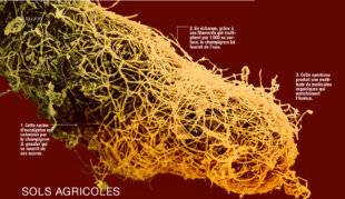 Science & Vie 1226 LES ARBRES SONT LA MEILLEURE PISTE POUR AUGMENTER LES RENDEMENTS