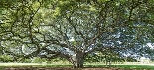 Science & Vie 1226 L'ARBRE : UN ALIEN SUR TERRE