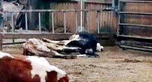 Science & Vie 1226 L'étrange affaire… des vaches qui meurent sous les éoliennes
