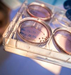 Science & Vie 1226 DES “MINI-CERVEAUX” IN VITRO ONT PU S'ACTIVER !