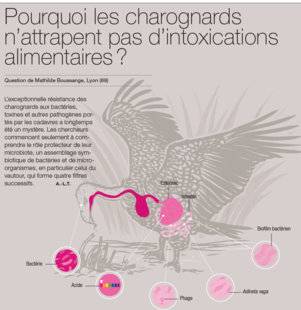 Science & Vie 1226 Pourquoi les charognards n'attrapent pas d'intoxications alimentaires ?