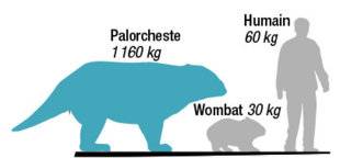 Science & Vie 1227 DES MARSUPIAUX GÉANTS VIVAIENT EN AUSTRALIE IL Y A 25 MILLIONS D'ANNÉES