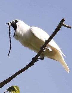 Science & Vie 1228 L'ARAPONGA BLANC DÉCROCHE LE RECORD DU CRI D'OISEAU LE PLUS FORT