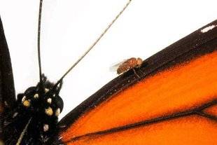 Science & Vie 1228 UNE MANIPULATION A DONNÉ À UNE MOUCHE LES POUVOIRS D'UN PAPILLON