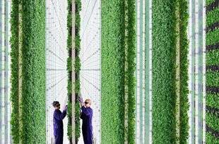 Science & Vie 1228 Une ferme urbaine promet des salades qui auront du goût