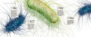 Science & Vie 1228 La menace des bactéries dormantes
