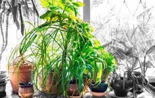 Science & Vie 1228 En fait, les plantes dépolluantes... ne dépolluent pas