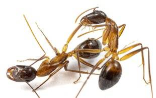 Science & Vie 1284 LES FOURMIS PRATIQUENT LA CHIRURGIE !