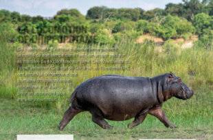 Science & Vie 1284 LA LOCOMOTION DE L'HIPPOPOTAME