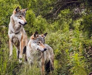 Science & Vie 1284 Les clés pour comprendre la présence du loup en France