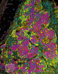 Science & Vie 1284 Et la cellule souche devint obéissante