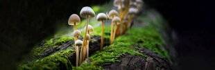 Science & Vie 1284 Les secrets de leurs génomes se dévoilent