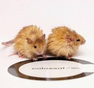 Science & Vie 1292 VOICI LES PREMIÈRES “SOURIS LAINEUSES”