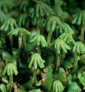 Science & Vie 1292 LES CHAMPIGNONS ONT AIDÉ LES PLANTES À GAGNER LA TERRE FERME