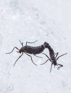 Science & Vie 1292 COMMENT SURVIT LE SEUL INSECTE DE L'ANTARCTIQUE ?