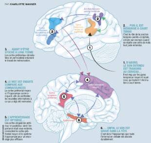 Science & Vie 1292 VOICI COMMENT LE CERVEAU SE SOUVIENT D'UN MOT !