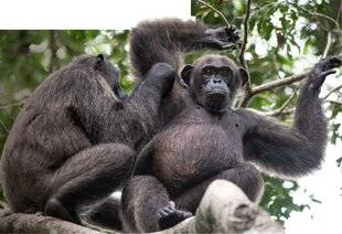Science & Vie 1292 LES CHIMPANZÉS APPLIQUENT DES POMMADES SUR LES BLESSÉS