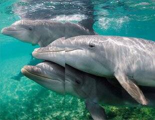 Science & Vie 1292 LES DAUPHINS BRANCARDIERS PORTENT LES MALADES
