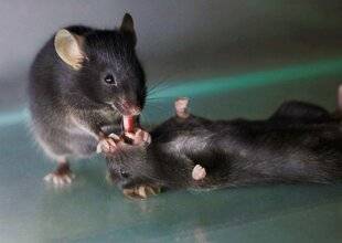 Science & Vie 1292 LES SOURIS S'ASSURENT DE LA BONNE RESPIRATION DES INDIVIDUS ÉVANOUIS