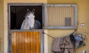 Science & Vie 1292 L'isolement est néfaste pour la santé mentale des chevaux