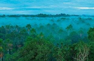 Science & Vie 1292 La forêt amazonienne est-elle vraiment le poumon de la planète ?