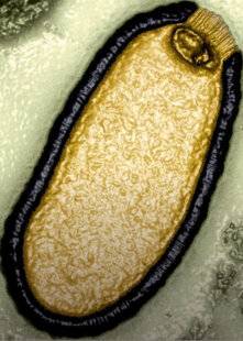 Science & Vie 1292 Comment certains virus peuvent-ils survivre dans le permafrost ?
