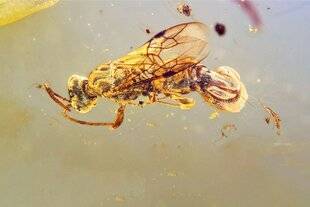 Science & Vie 1293 CETTE GUÊPE DU CRÉTACÉ PIÉGEAIT SES PROIES AVEC SON ABDOMEN