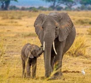 Science & Vie 1293 LES ÉLÉPHANTS PRIVILÉGIENT LES CHEMINS FACILES