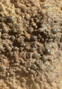 Science & Vie 1293 CETTE ROCHE MARTIENNE INTRIGUE LES CHERCHEURS