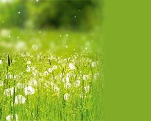 Science & Vie 1293 Les clés pour comprendre l'épidémie d'allergies
