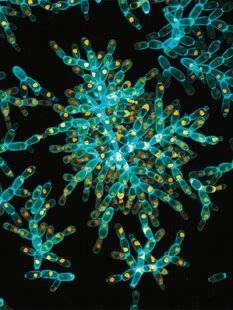 Science & Vie 1293 Dans un laboratoire... Et la multicellularité (re)fut !