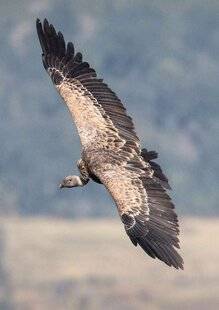 Science & Vie 1293 Jusqu'à quelle altitude les oiseaux peuvent-ils voler ?